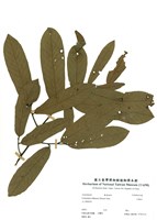 藏品(瓜馥木)的圖片